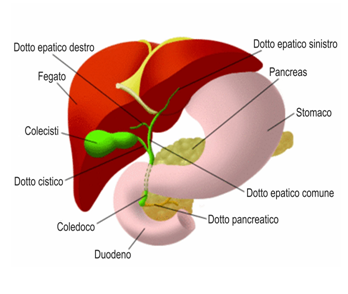 Problemi intestino